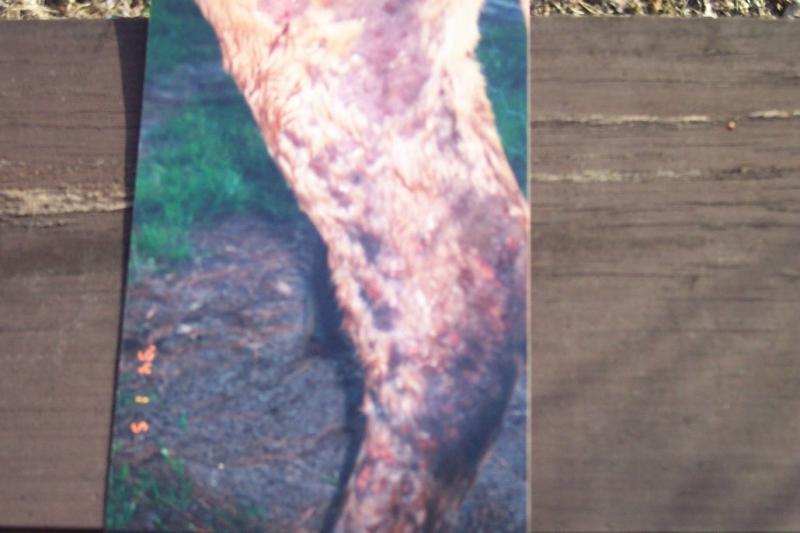 Inside leg and hock area